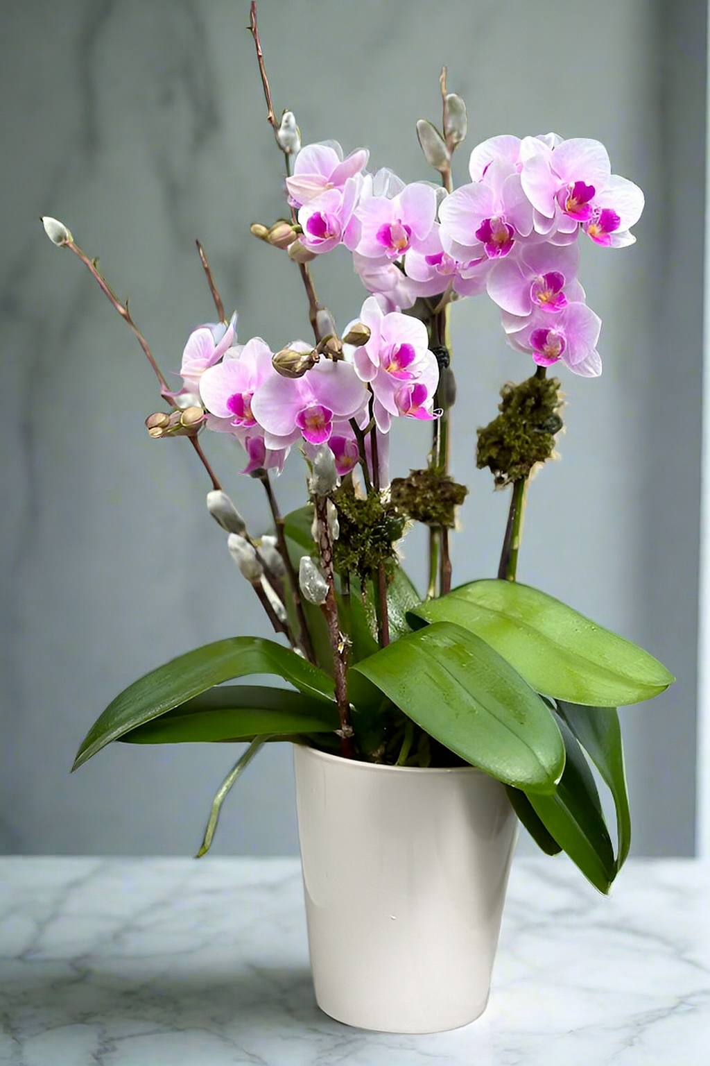 Cherry Blossom Orchid Garden