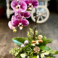 Xmas orchid