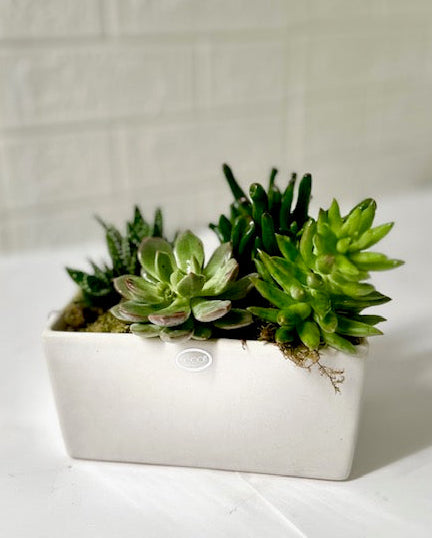 succulence save Succulent Lover – Beachwood
