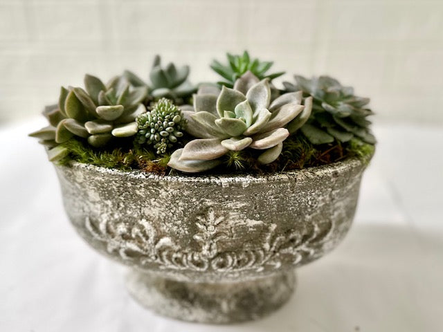 Beautiful Succulent in a Pot