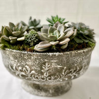 Beautiful Succulent in a Pot