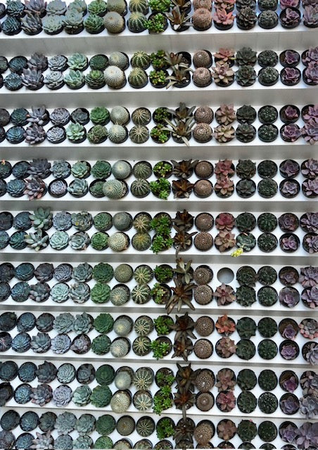 Beautiful Succulent in a Pot