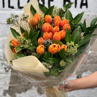 Sunset Tulip