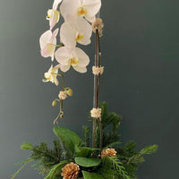 Big White Orchid Arrangement