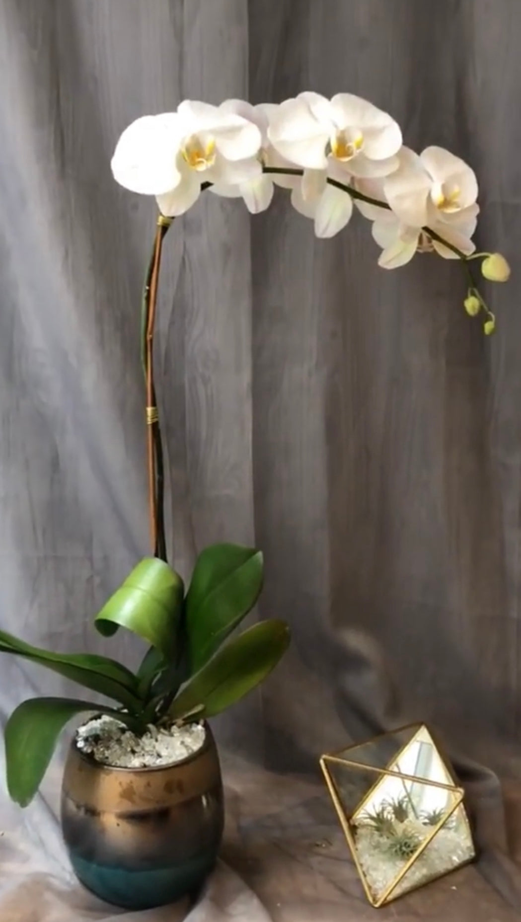 Big White Orchid Arrangement