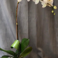 Big White Orchid Arrangement