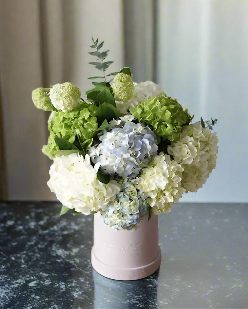 Cloud Nine Hydrangea