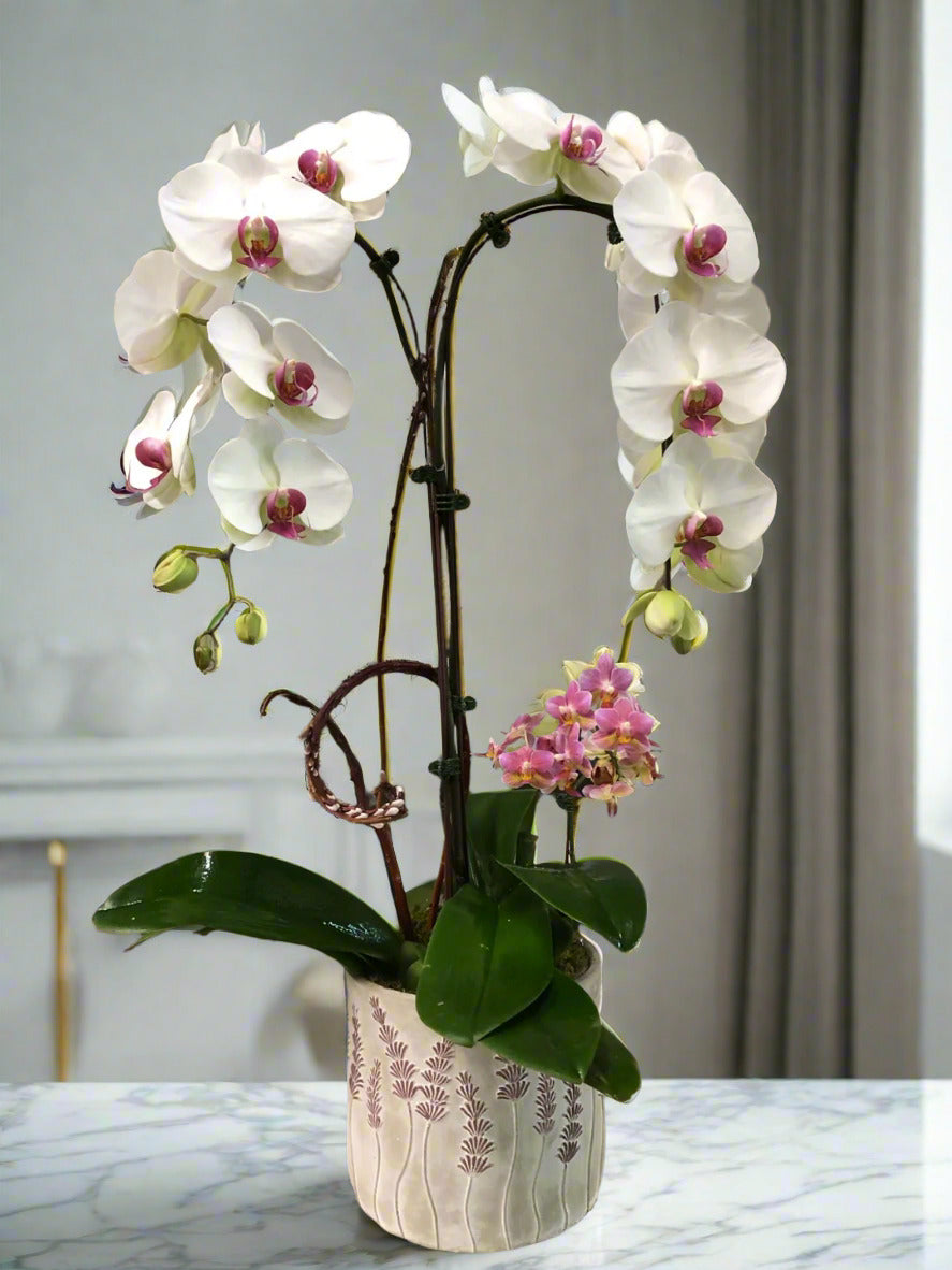 Elegant Duo Orchid Planter