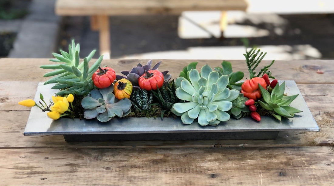 Modern Thanksgiving Succulent Centerpiece