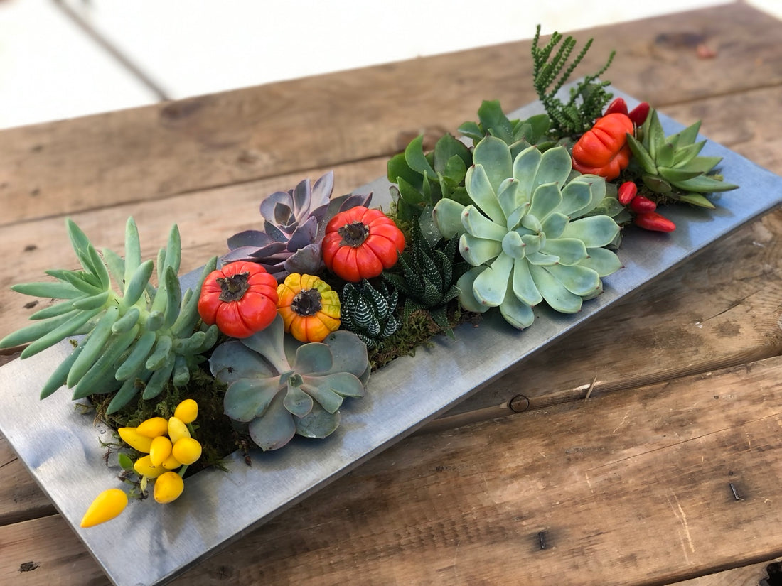 Modern Thanksgiving Succulent Centerpiece