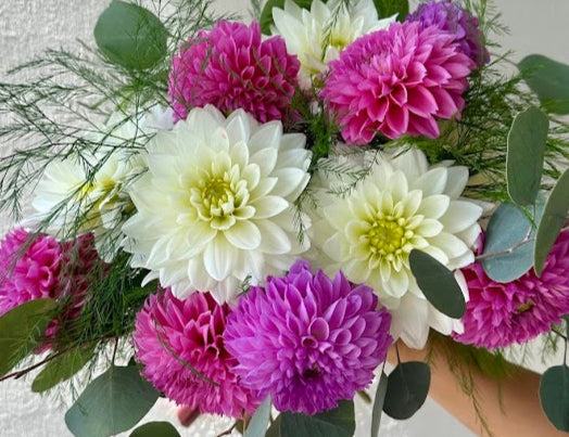 Dahlia Dream Mix