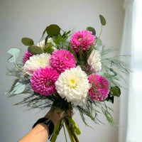Dahlia Dream Mix