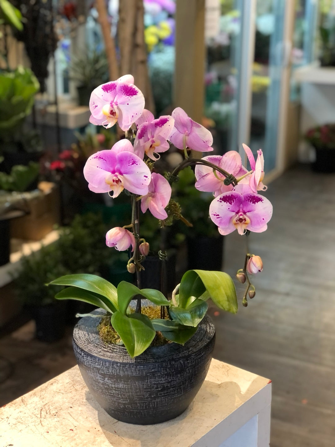 Blushing Elegance Orchid