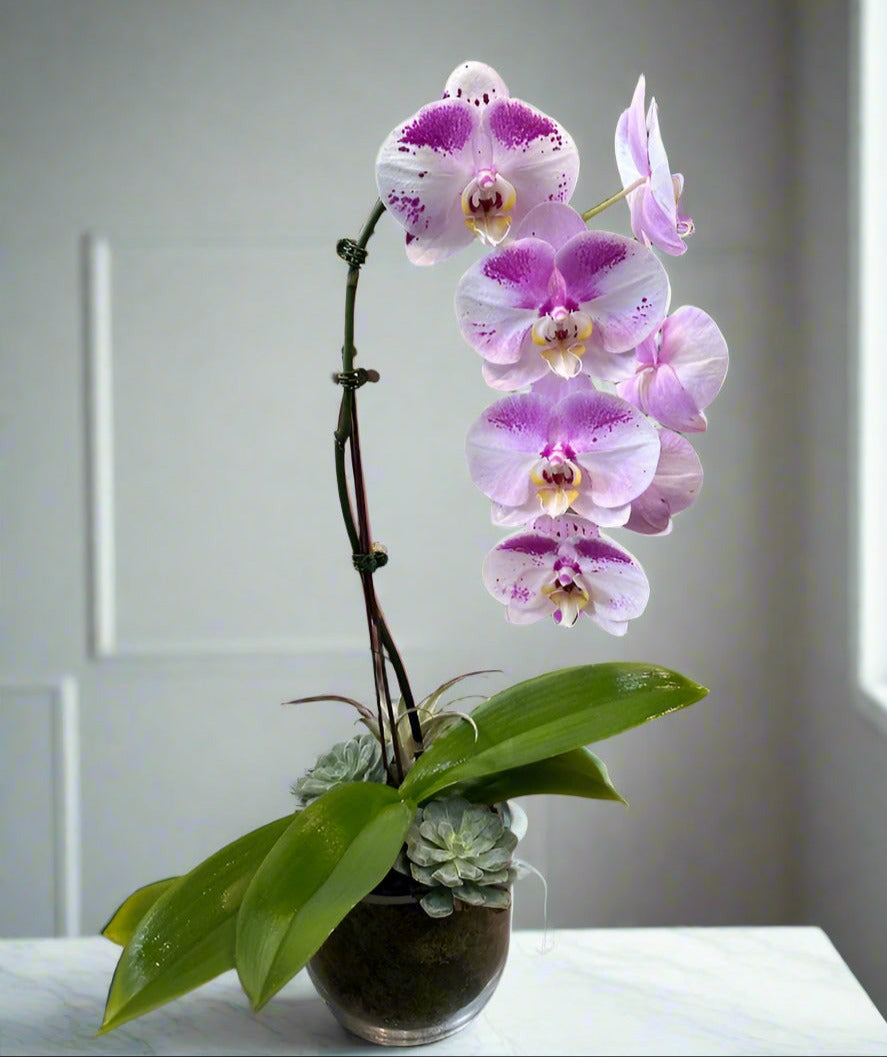 Lavender Dream Orchid & Succulent