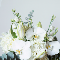White Whisper