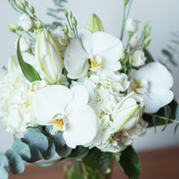 White Whisper