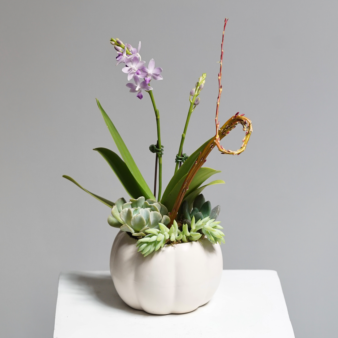 Blue Sapphire Orchid