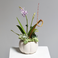 Blue Sapphire Orchid