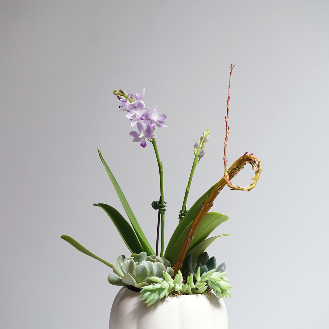 Blue Sapphire Orchid