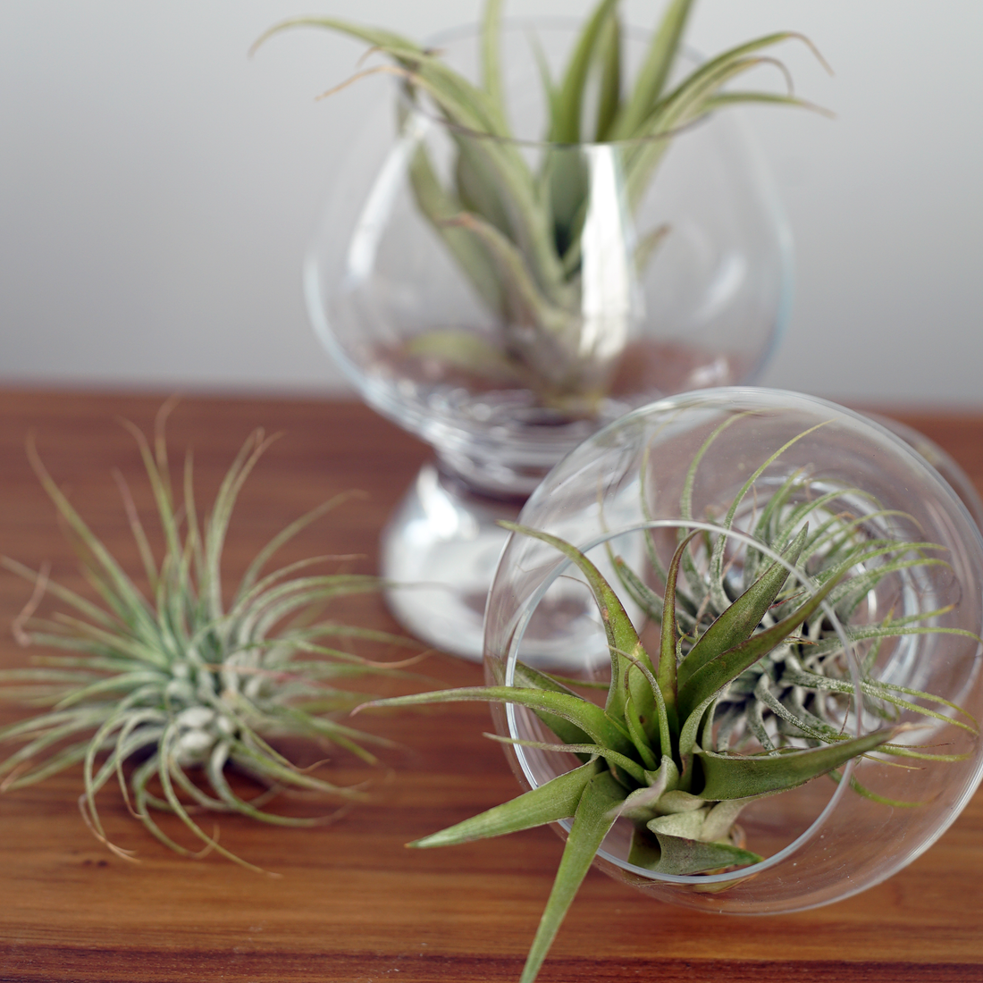 Air Plants