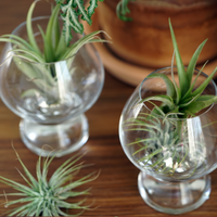 Air Plants