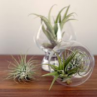 Air Plants