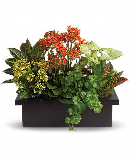 Mixed Planter