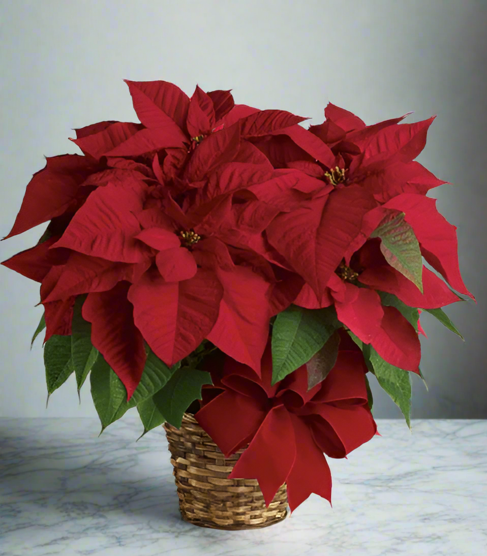 Deluxe Poinsettia in Basket