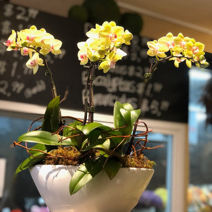 C04-Flower for office