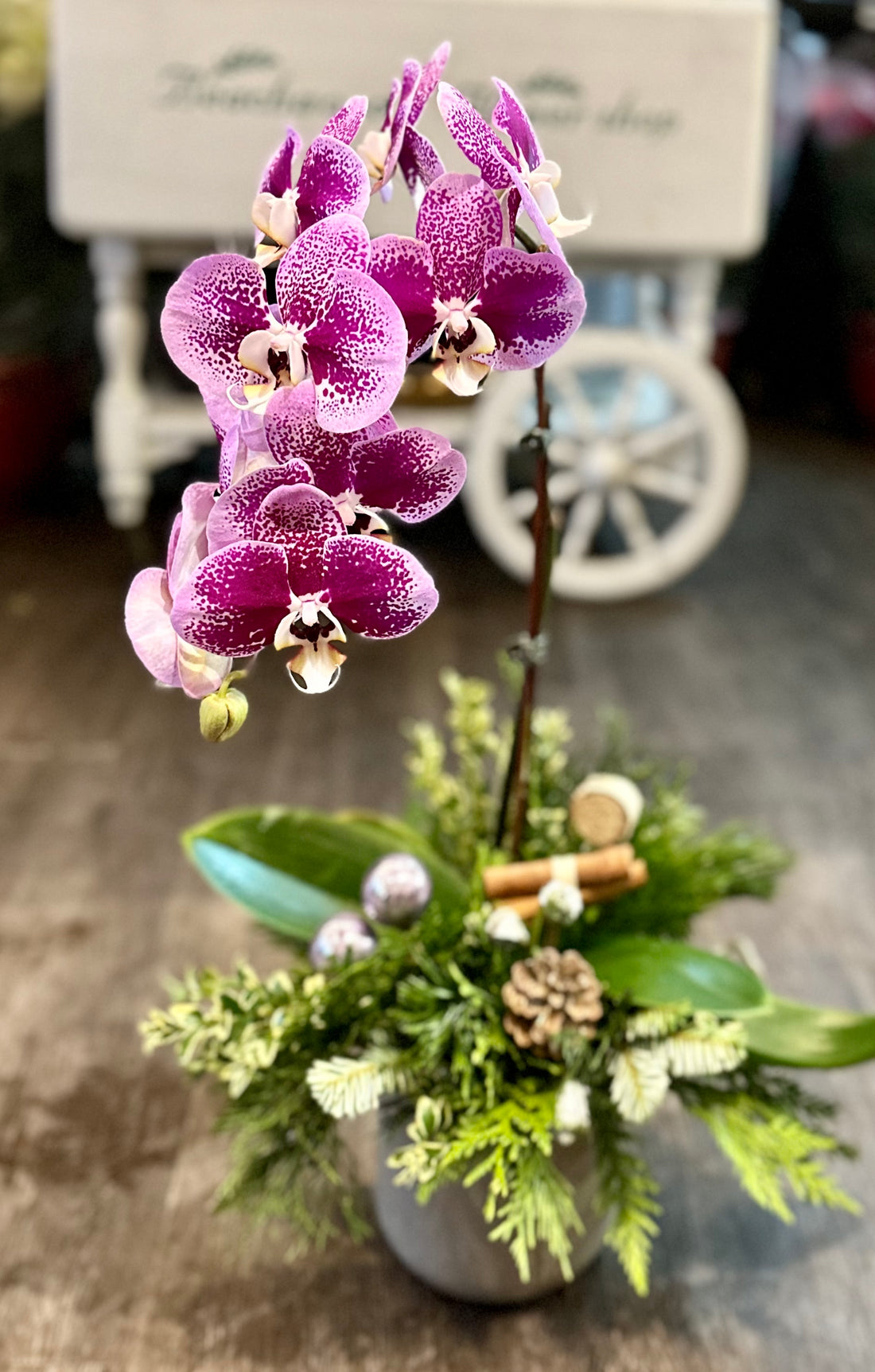 HA- Xmas orchid