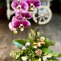 HA- Xmas orchid