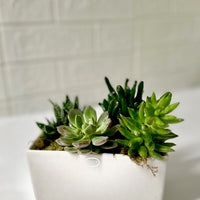 AA_mini Succulent lover