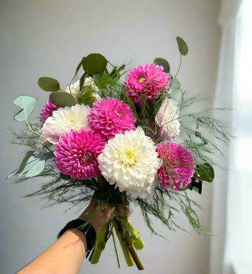 Dahlia Dream Mix