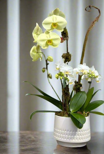 Sunny Horizon Orchid