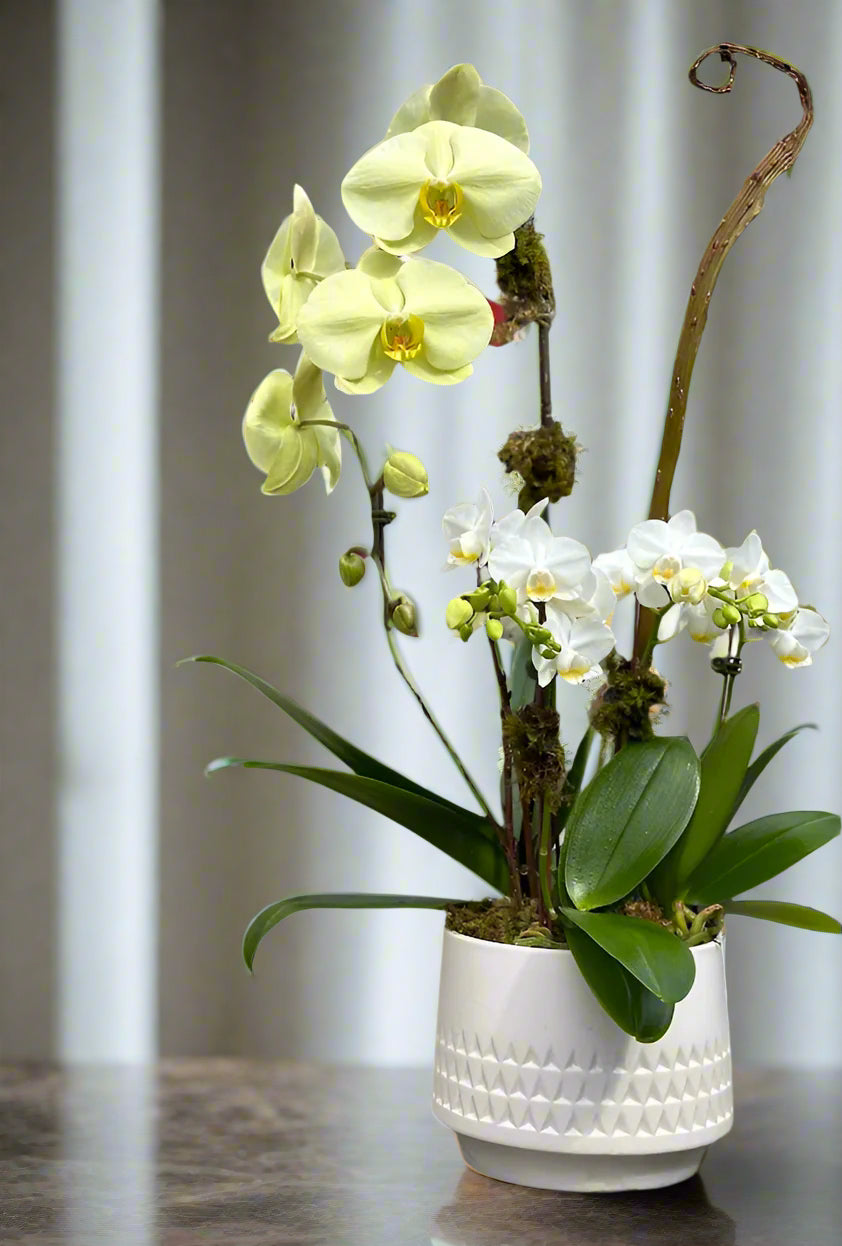 Sunny Horizon Orchid