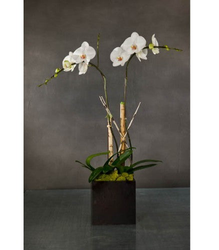 AA-Phalaenopsis Orchid Arrangement